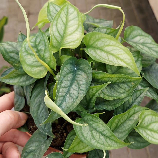 Monstera 'Silver'