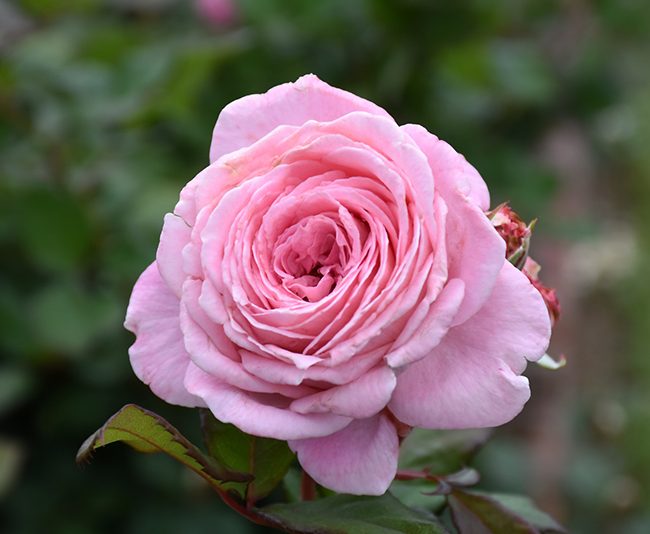 pain or pleasure rose 韓国 バラ キャミ MUSINSA pain or pleasure rose 韓国 バラ キャミ MUSINSA pain or pleasure