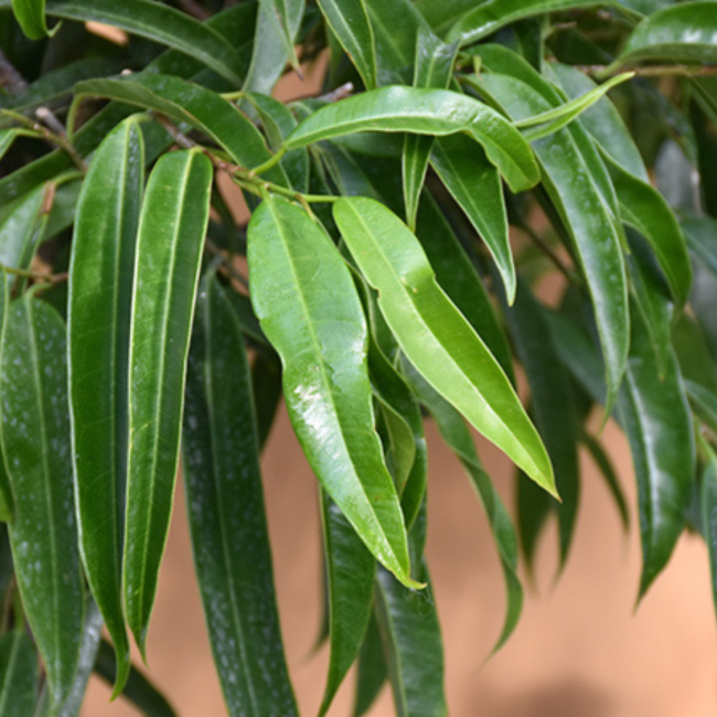 Ficus 'Alii'