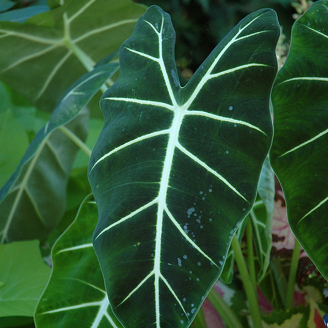 Alocasia 'Frydek'