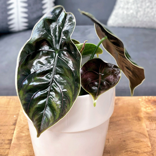 Alocasia 'Jewel'