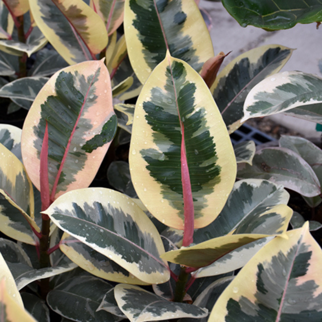 Rubber Plant 'Tineke'