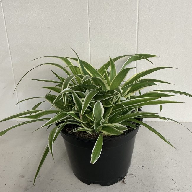 Spider Plant-Medium