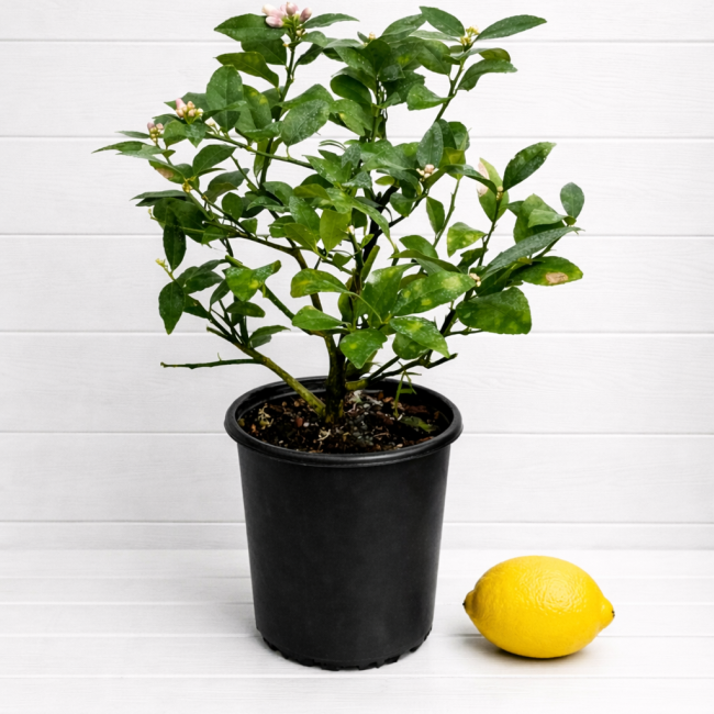 Citrus Lemon Meyer Bush-Small