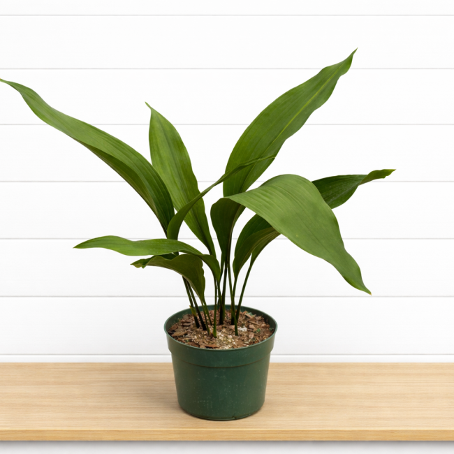 Aspidistra