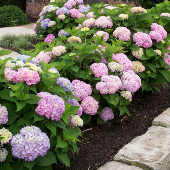 Endless Summer® The Original Hydrangea (Hydrangea macrophylla 'Bailmer') - 3 gallon