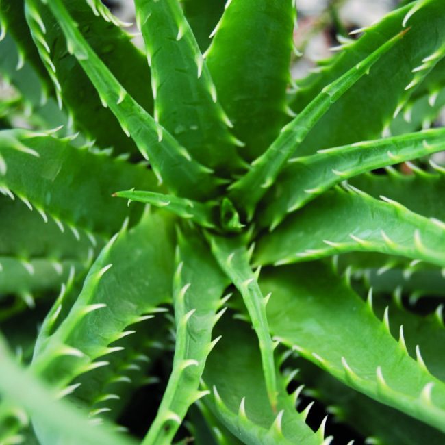Aloe Hedgehog (Aloe humilis 'Hedgehog') - 1 gallon