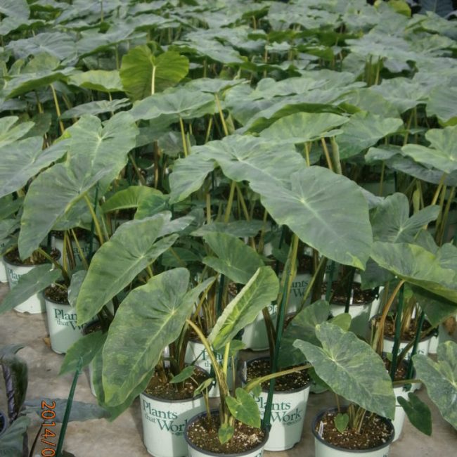 Illustris Elephant Ear (Colocasia antiquorum 'Illustris') - 1 gallon