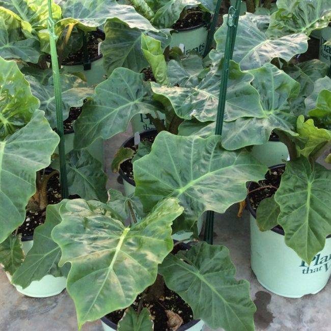 Low Rider™ Elephant Ear (Alocasia 'Low Rider') - 1 gallon