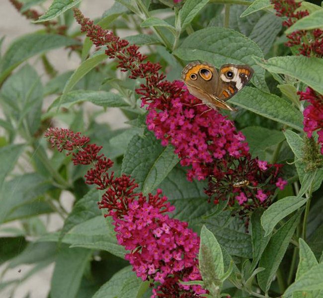 'Miss Molly' Butterfly Bush (Buddleia x 'Miss Molly') - 3 gallon