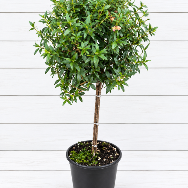 Myrtle Topiary