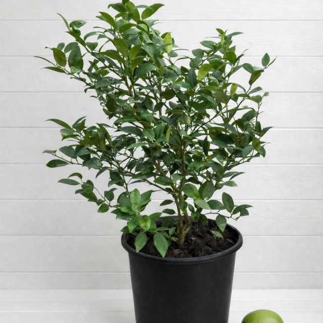 Citrus Lime Bush- Large