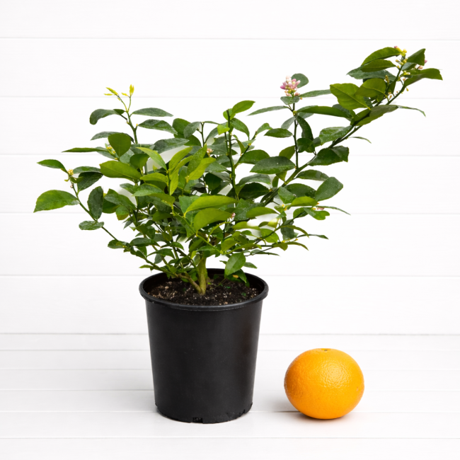 Citrus Orange Bush-Small